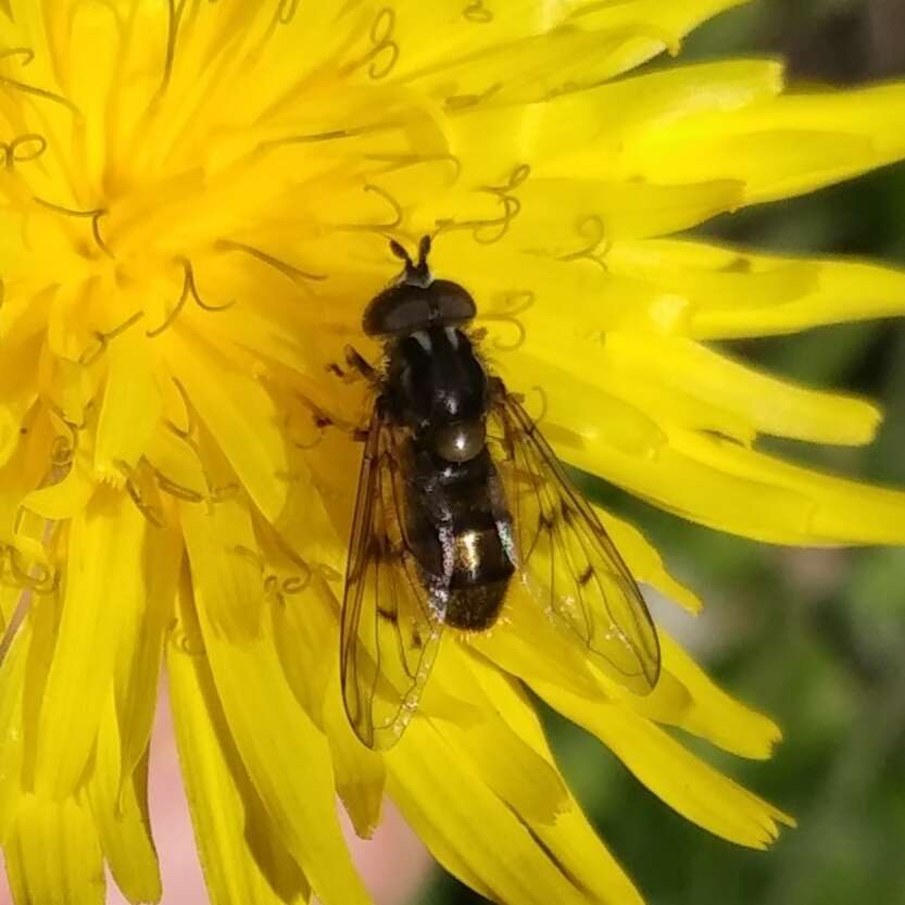 Image of Ferdinandea fumipennis Kassebeer 1999