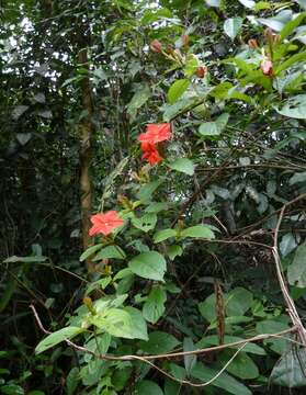 Image of Mussaenda elegans Schumach. & Thonn.