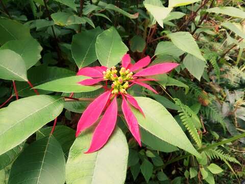 Image of poinsettia