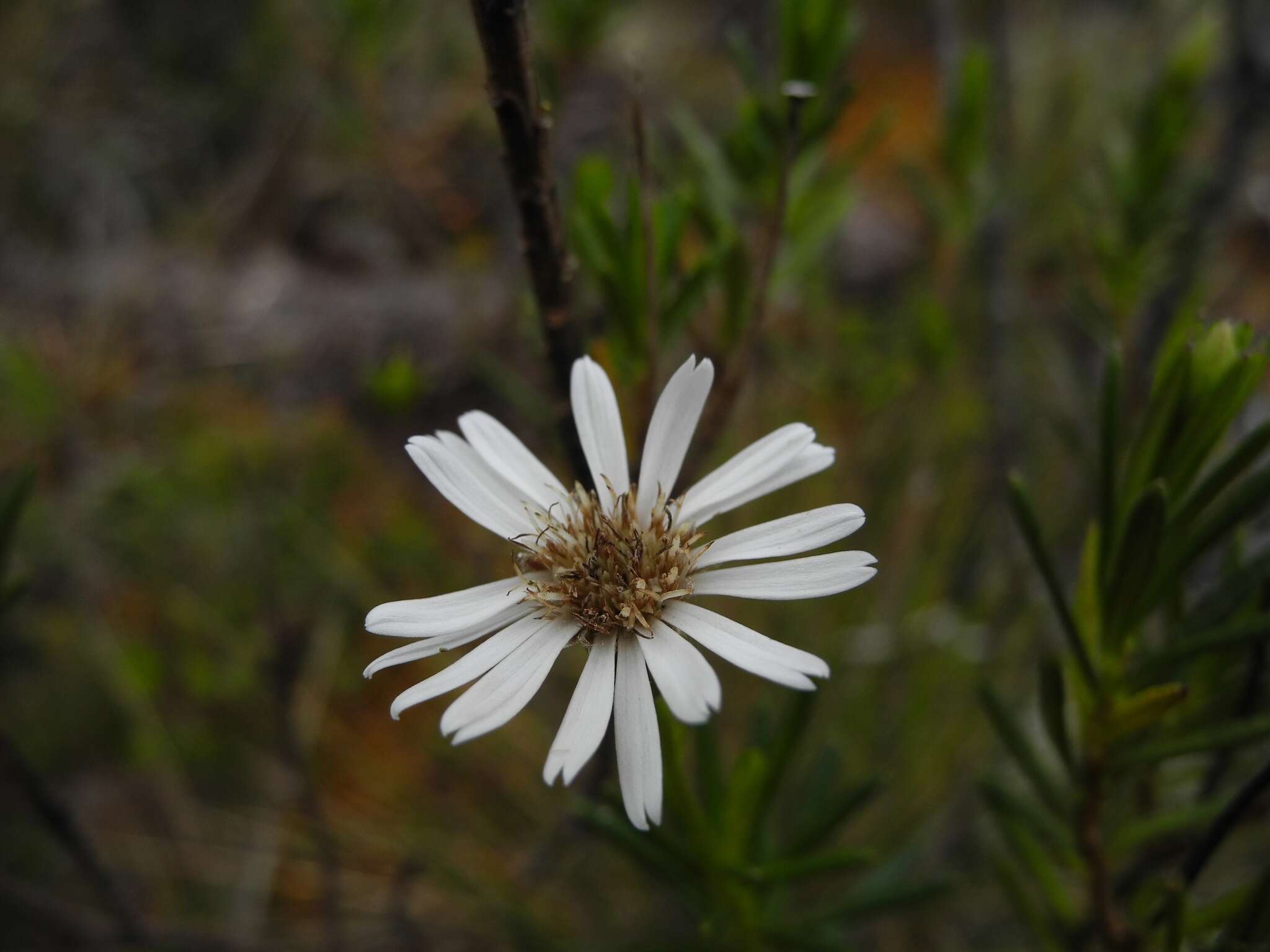 Image of Linochilus frontinensis