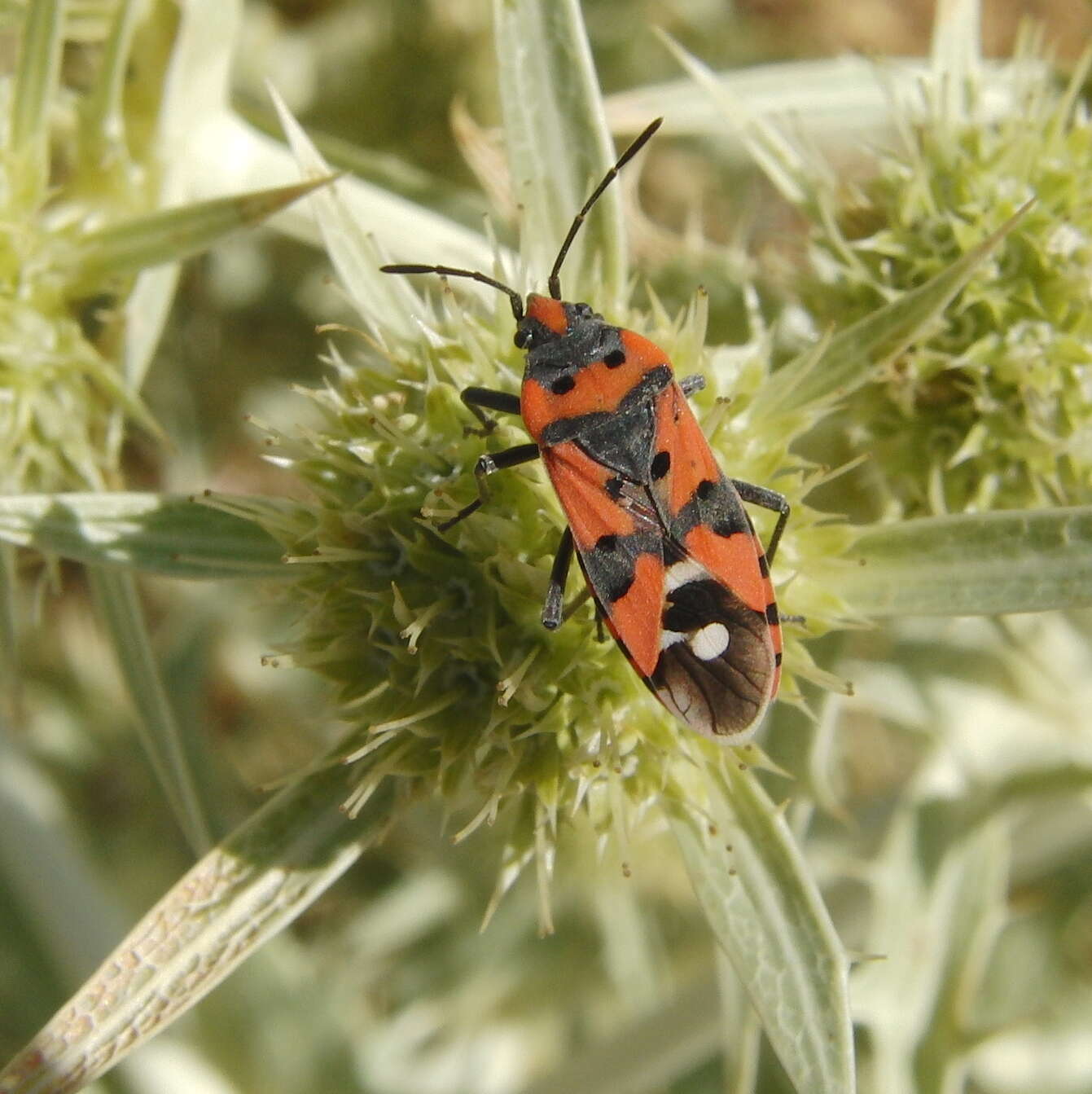 صورة Lygaeus equestris (Linnaeus & C. 1758)