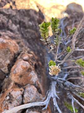 Image of Olearia eremaea N. S. Lander