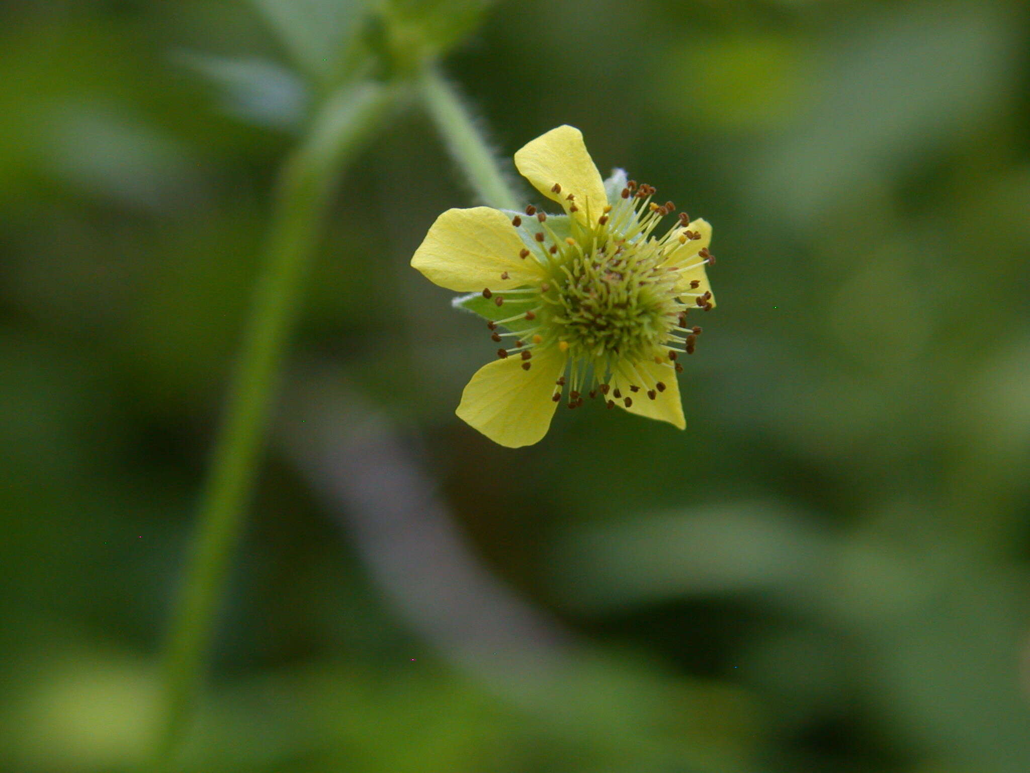 Image of avens