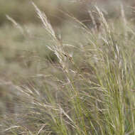 Image of Austrostipa eremophila (Reader) S. W. L. Jacobs & J. Everett