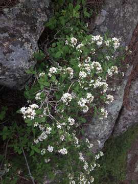 Image of fivepetal cliffbush