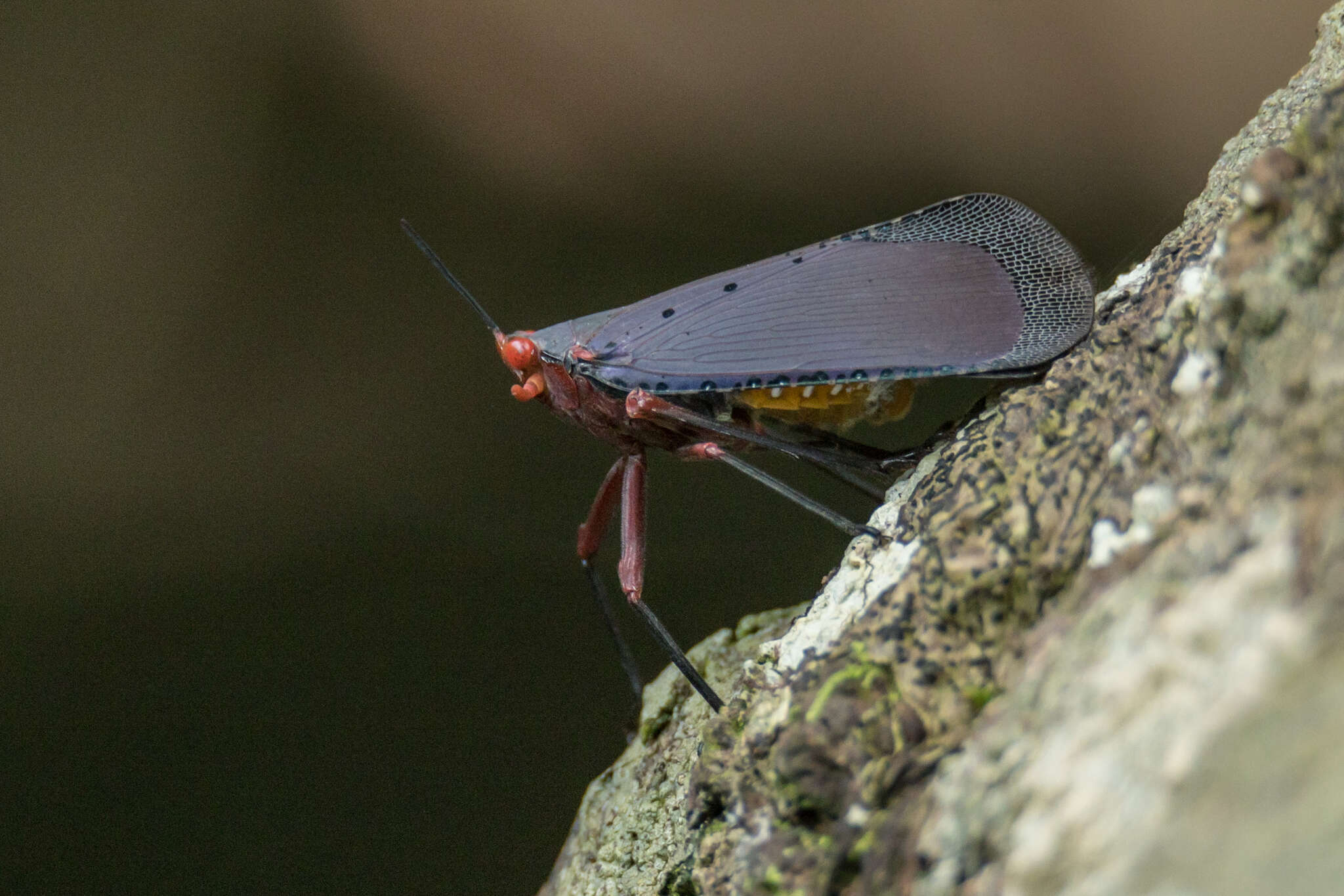 Image of Kalidasa nigromaculata (Gray 1832)