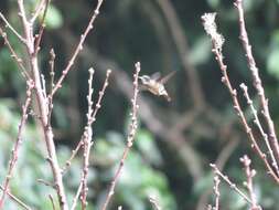 Lophornis helenae (Delattre 1843) resmi