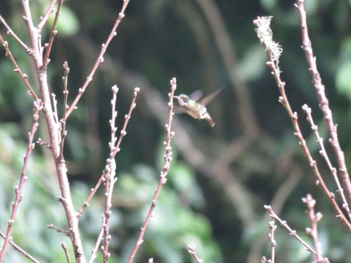 Lophornis helenae (Delattre 1843) resmi