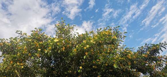 Sivun Gardenia tubifera Wall. ex Roxb. kuva