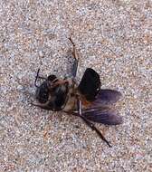 Image of Giant honey bee