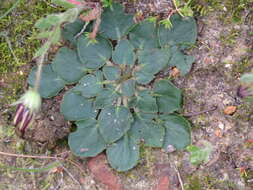 Image of Pelargonium chelidonium (Houtt.) DC.