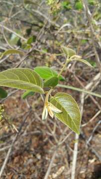 Image de Combretum albiflorum (Tul.) C. C. H. Jongkind