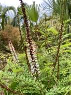 Image of clusterspike false indigo