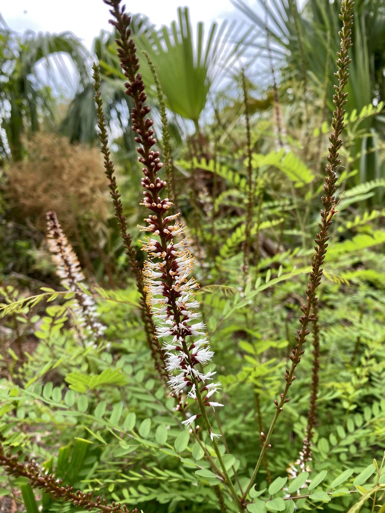 Image of clusterspike false indigo