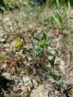 Imagem de Trifolium grandiflorum Schreb.