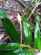 Image de Angraecum mauritianum (Poir.) Frapp.