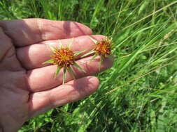 Image of Tragopogon sibiricus Ganesh.