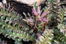 Image of dwarf lousewort