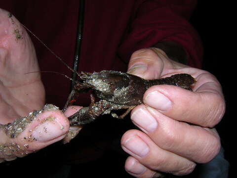 Image of Broad-clawed Crayfish