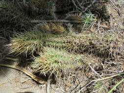 Imagem de Austrocactus coxii (K. Schum.) Backeb.