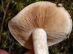 Image of Hebeloma lacteocoffeatum B. J. Rees 2013