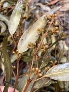 Image of gray gum