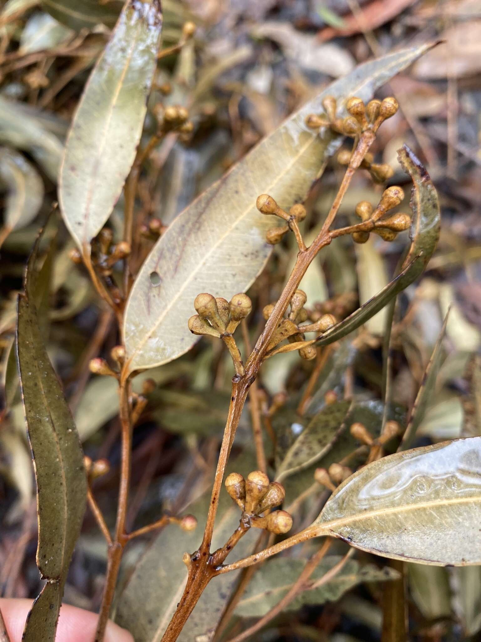 Image of gray gum