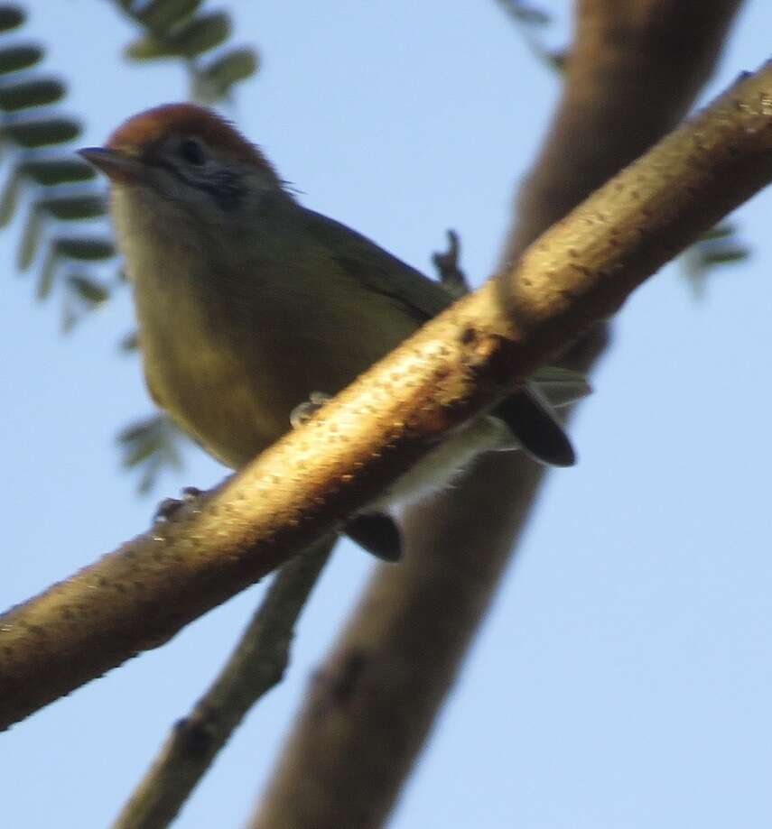 Image of Rufous-crowned Greenlet