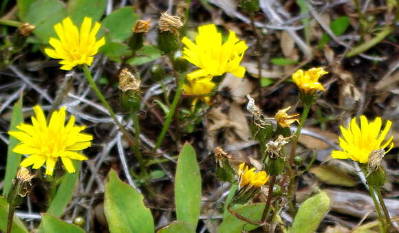 Image of Crepis nigrescens Pohle