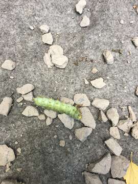 Image of Columbia Silkmoth