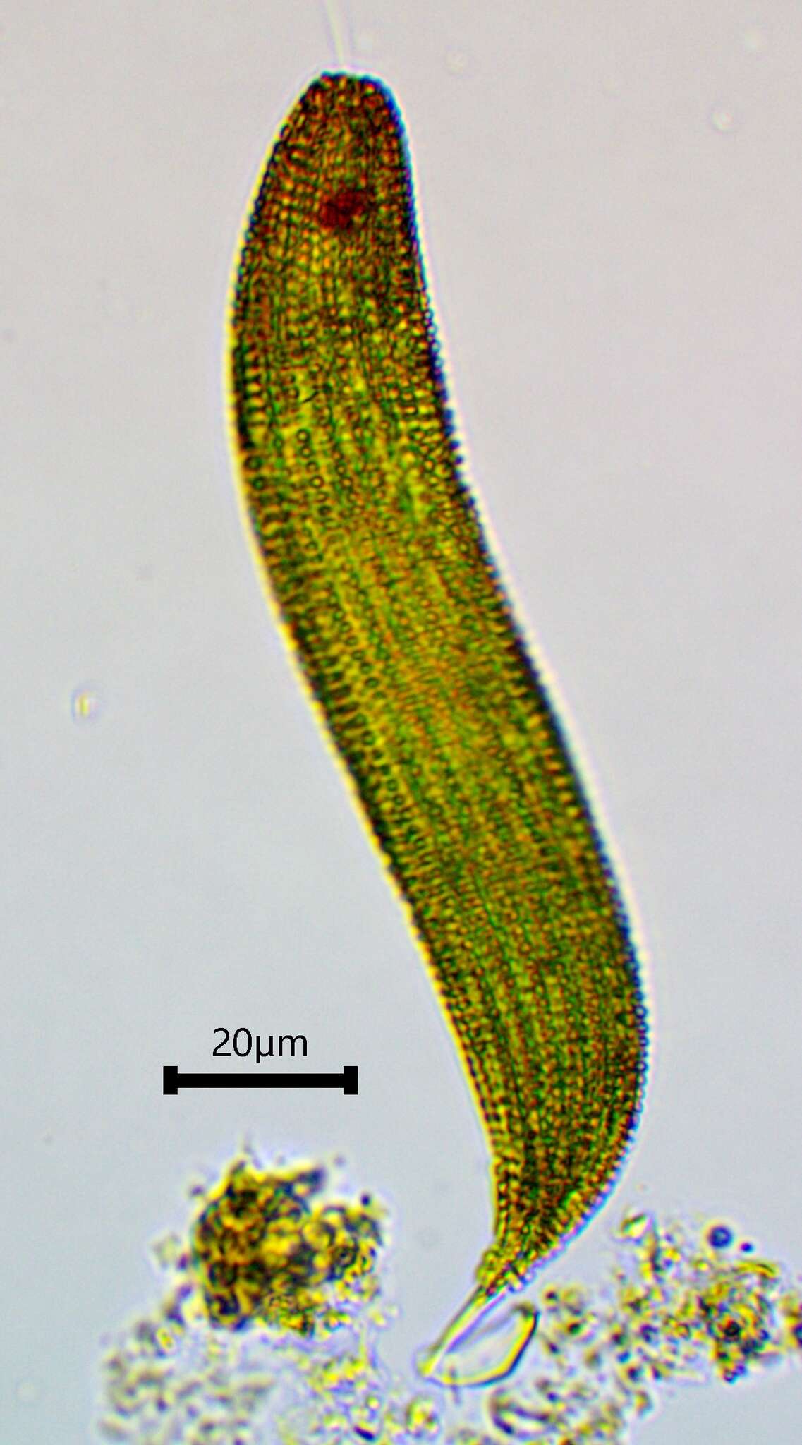 Image of Lepocinclis fusca