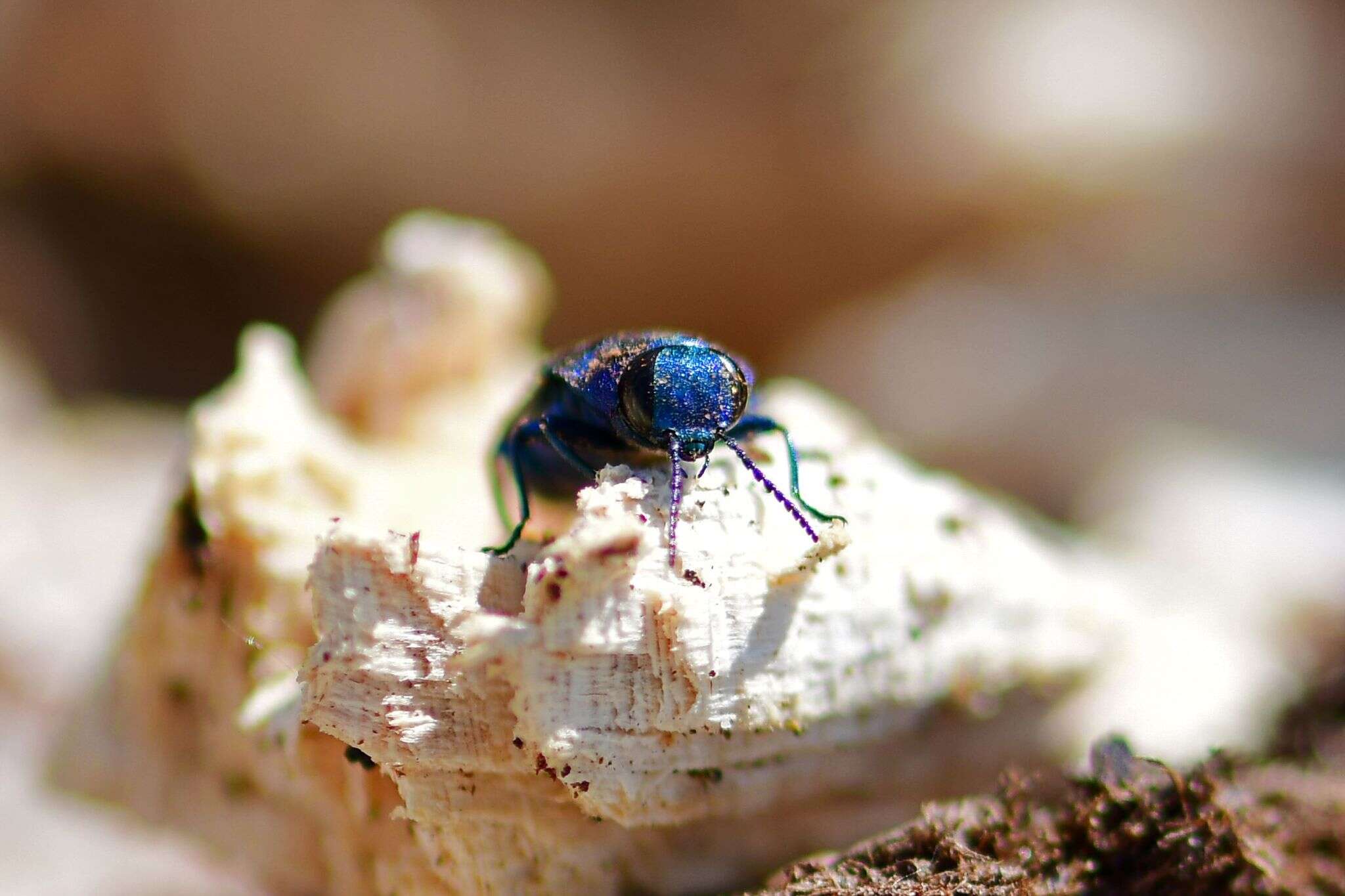 Image of metallic wood-boring beetle