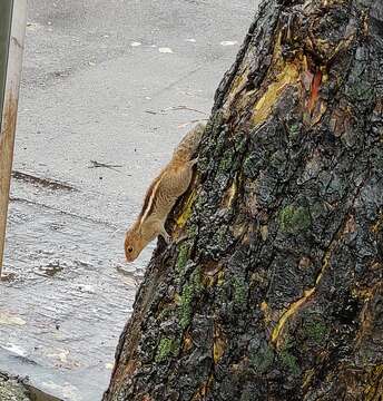 Imagem de Funambulus tristriatus (Waterhouse 1837)