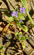 Image of thymeleaf mesamint