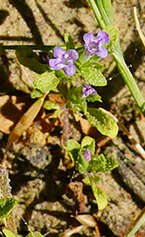 Image of thymeleaf mesamint