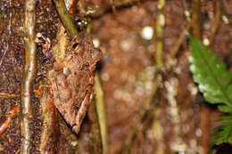 Plancia ëd Pristimantis cerasinus (Cope 1875)