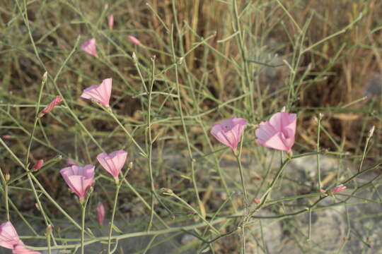 Imagem de Convolvulus dorycnium L.