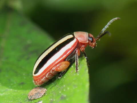 Image of Disonycha leptolineata Blatchley 1917