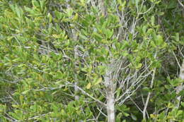 Imagem de Ilex opaca var. arenicola (Ashe) Ashe