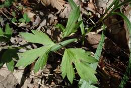 Ranunculus hispidus var. caricetorum (Greene) T. Duncan的圖片