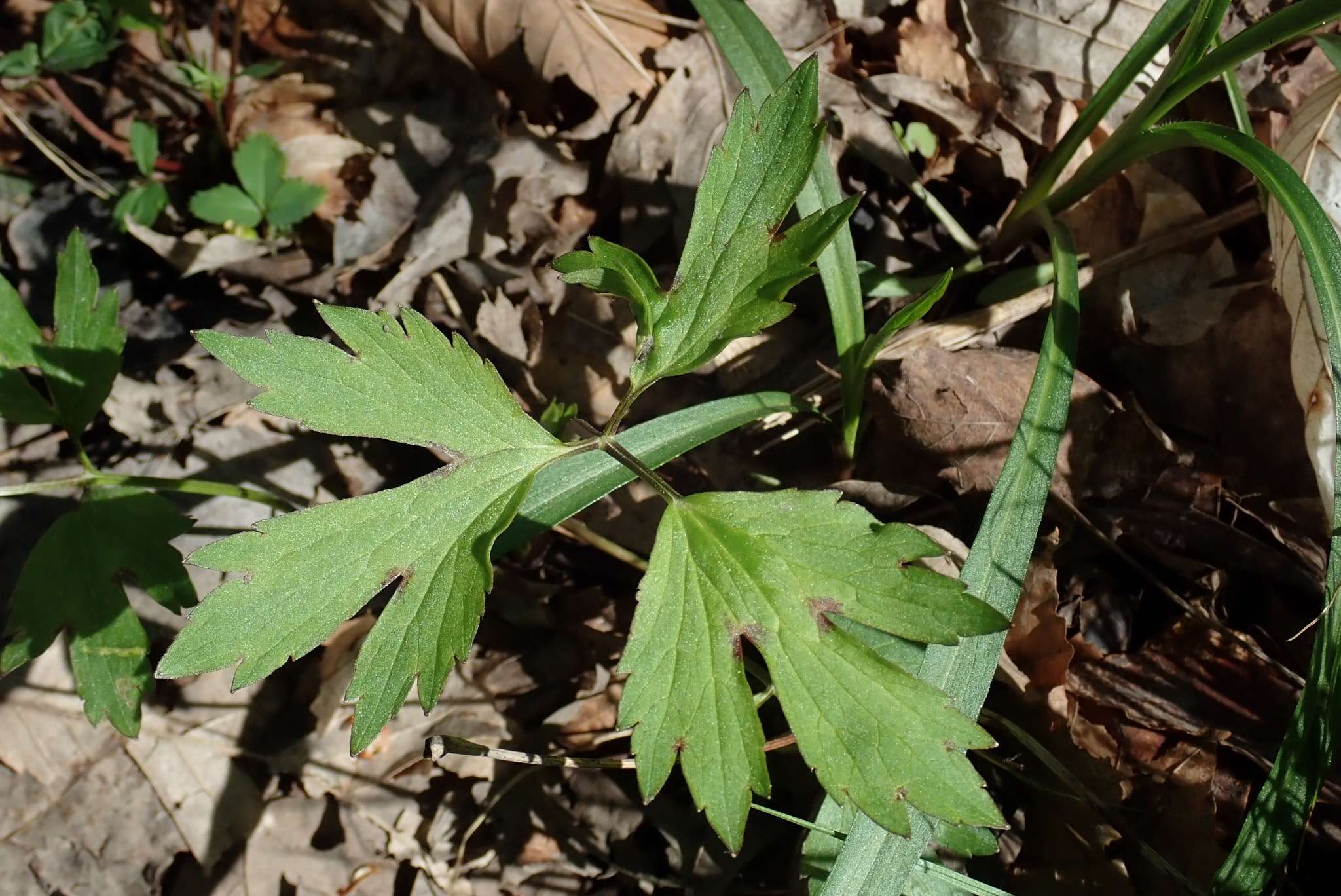 Ranunculus hispidus var. caricetorum (Greene) T. Duncan的圖片