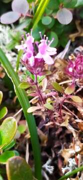 Image of Thymus glabricaulis