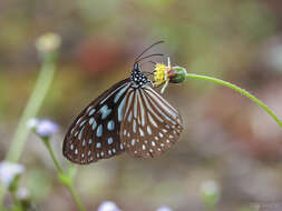 Image of Ideopsis similis Linnaeus 1758