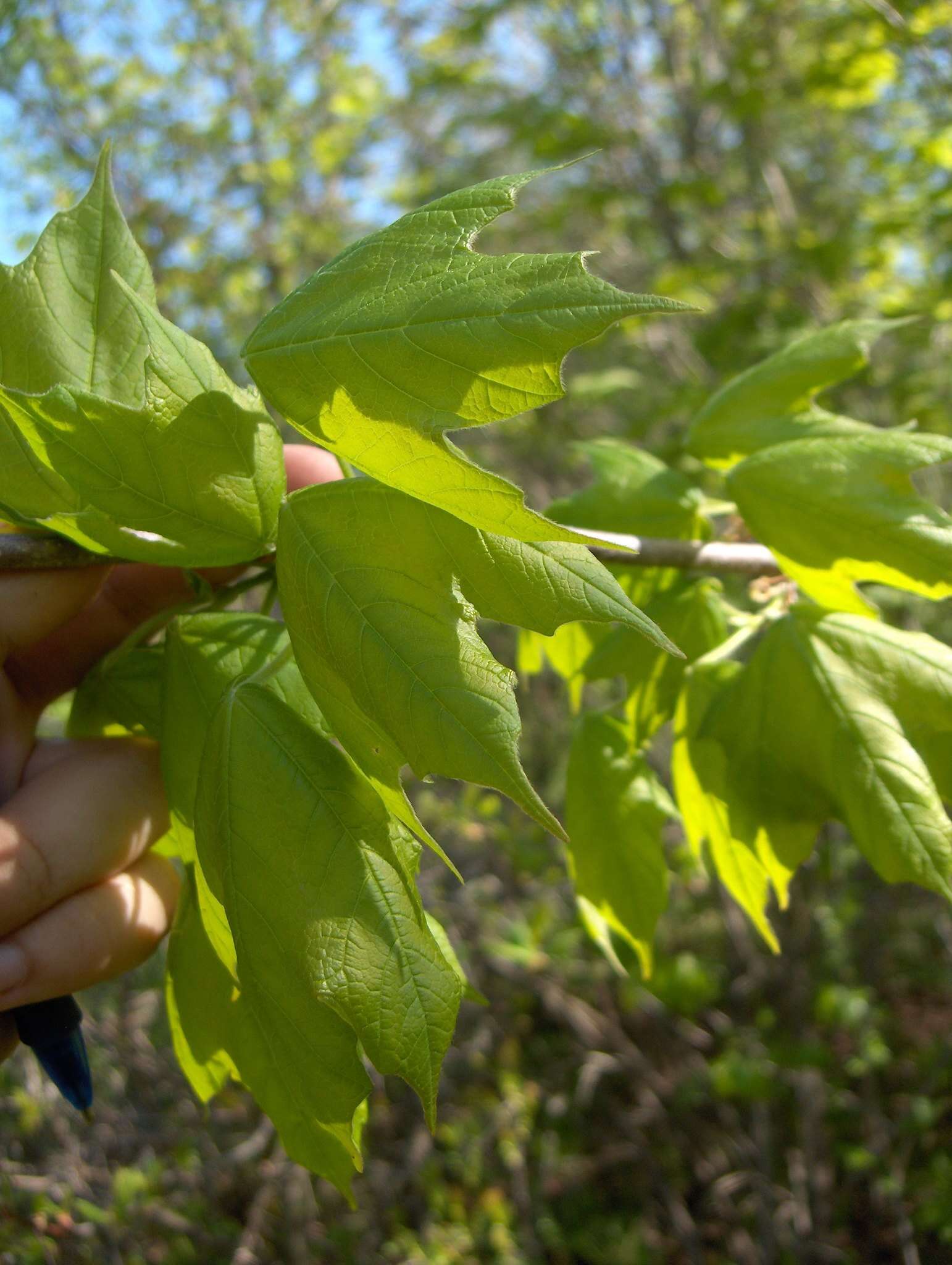 Image of Black Maple