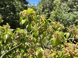 Image of Viburnum propinquum Hemsl.