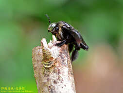 Image of Xylocopa latipes (Drury 1773)