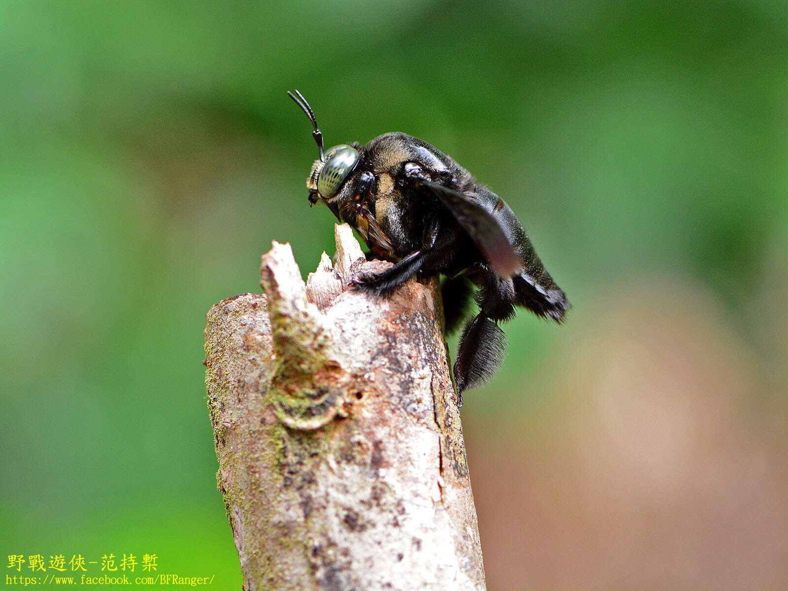 Image of Xylocopa latipes (Drury 1773)