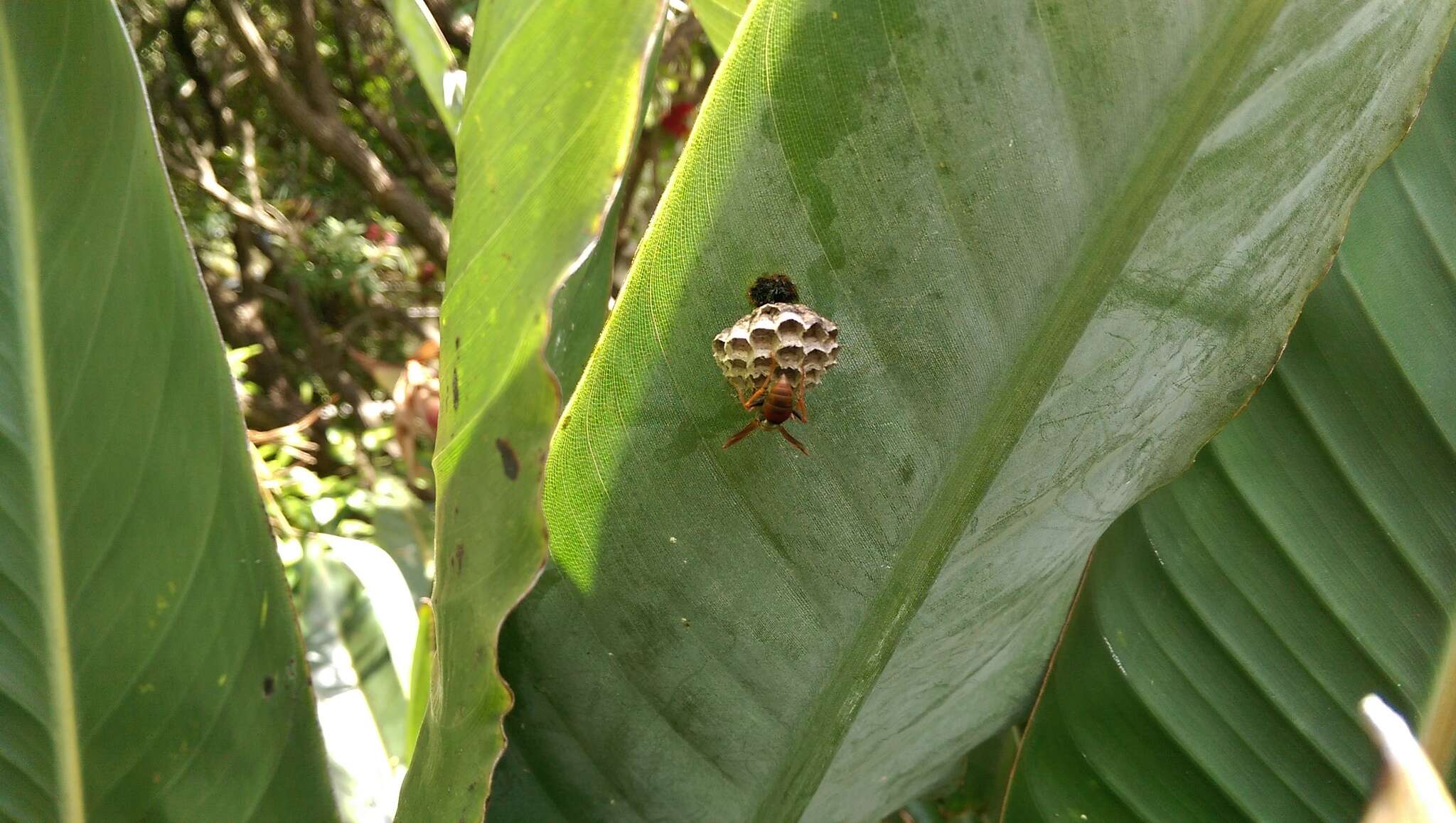 Image de Polistes humilis (Fabricius 1781)