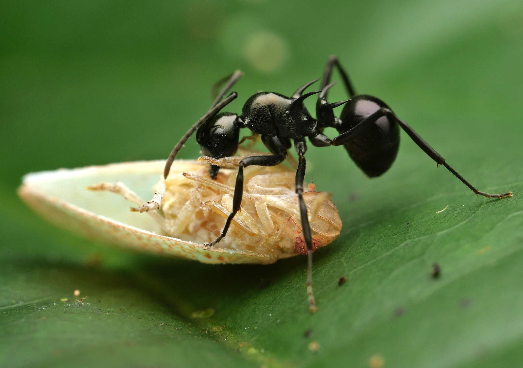 Image de Polyrhachis mucronata Smith 1859