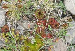 Image of Sempervivum caucasicum Rupr. ex Boiss.